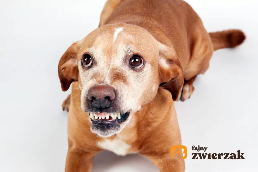 Pies szczerzy zęby