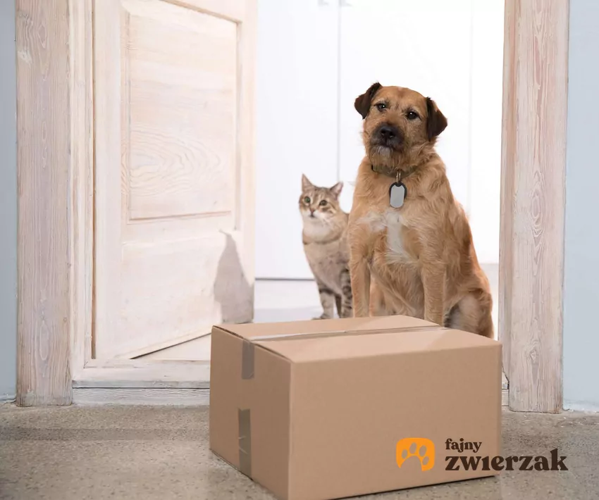 Agresywne zachowania wobec listonosza i obcych ludzi można skorygować Pies i kot siedzą przed dużą paczką umieszczoną przy drzwiach