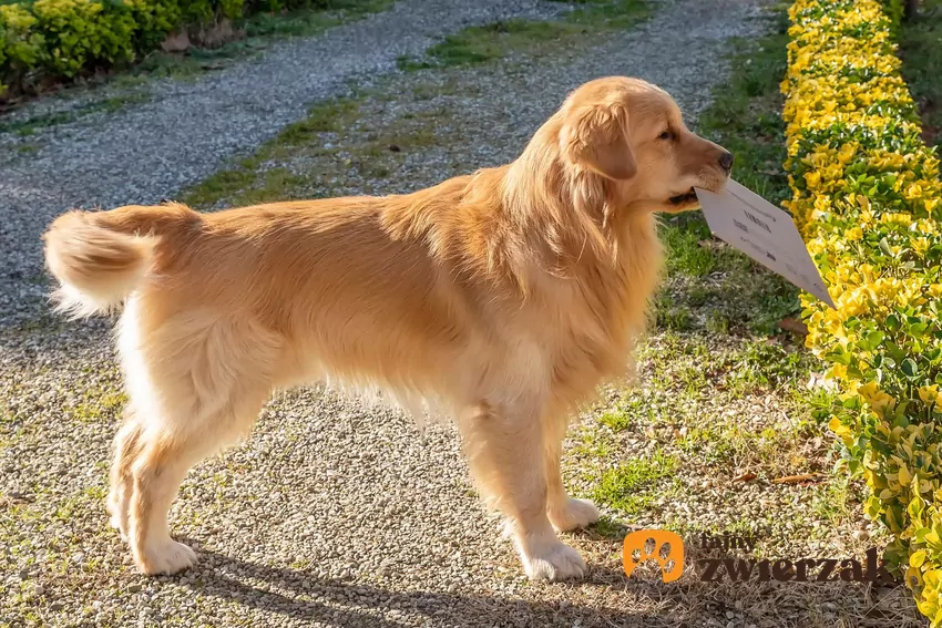 Niektóre psy reagują na listonosza głośnym szczekaniem Duży pies trzyma w pysku list