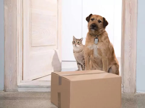 Dlaczego pies szczeka na listonosza?