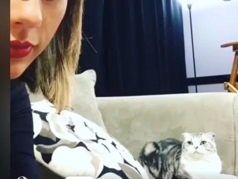 Jak mieszkają koty celebrytów?