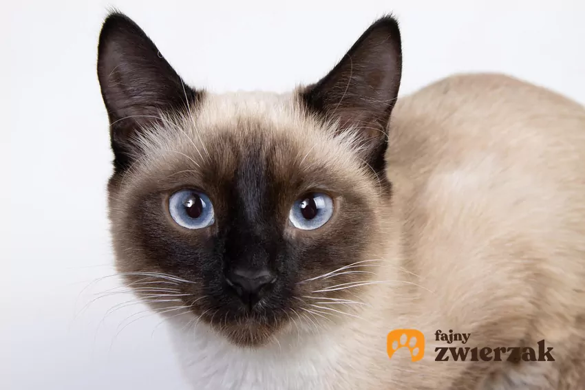 Portret kota syjamskiego