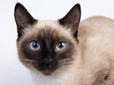 Moda na koty syjamskie