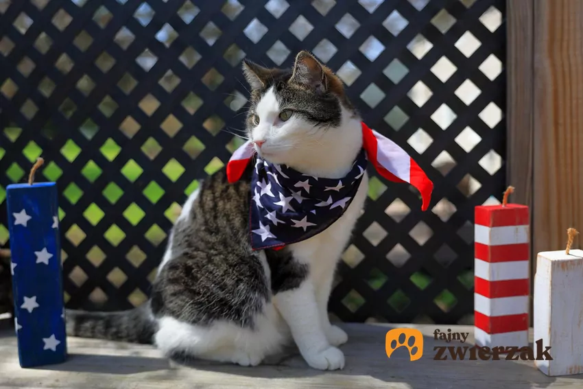 Kot z "amerykańskimi gadżetami"