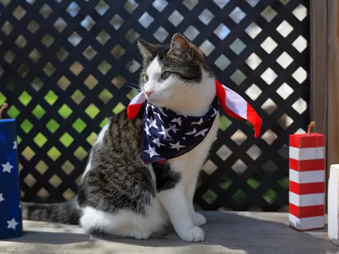 Które kraje najbardziej kochają koty?