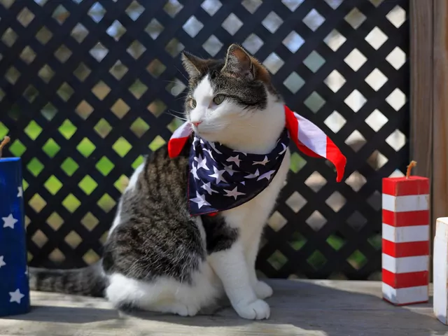 Które kraje najbardziej kochają koty?