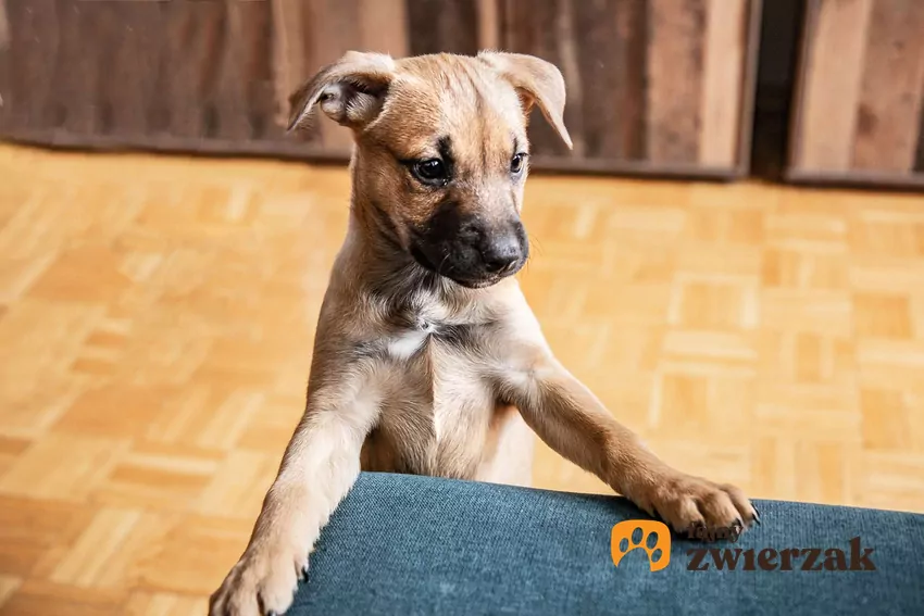 Mały szczeniak może budzić opiekunów w środku nocy Szczeniak staje przednimi łapkami na łóżko