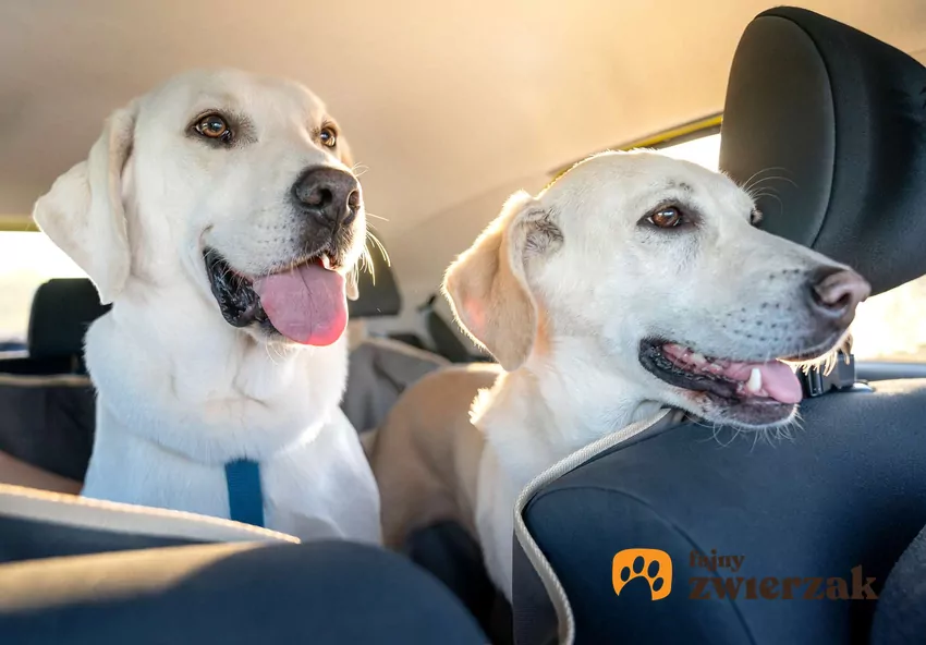 Dwa labradory siedzą na tylnej kanapie samochodu++++