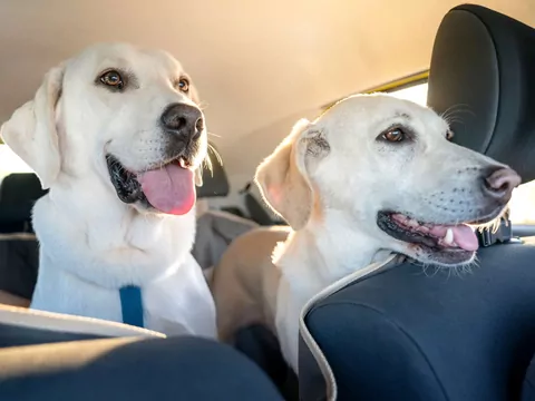 Dlaczego pies boi się jazdy samochodem?