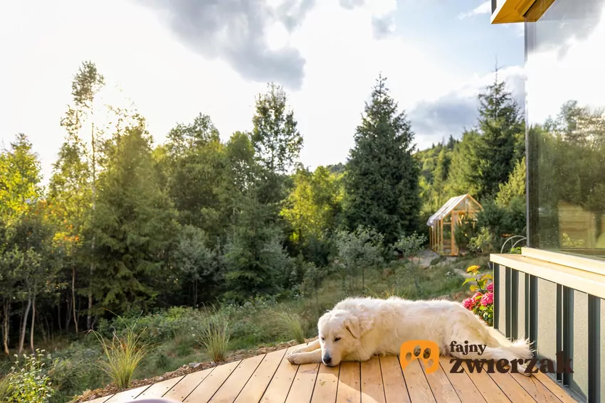 Pies leży na werandzie