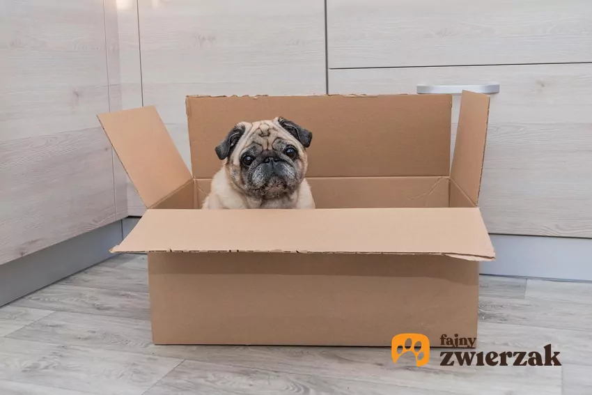 Pies w pudełku