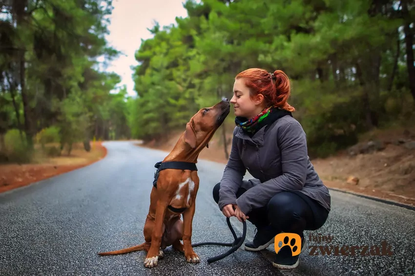 Pies liże kobietę