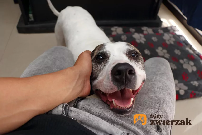 Pies nie patrzy na Ciebie jak na „szefa” – raczej jak na rodzinę Pies z głową opartą o kolana człowieka