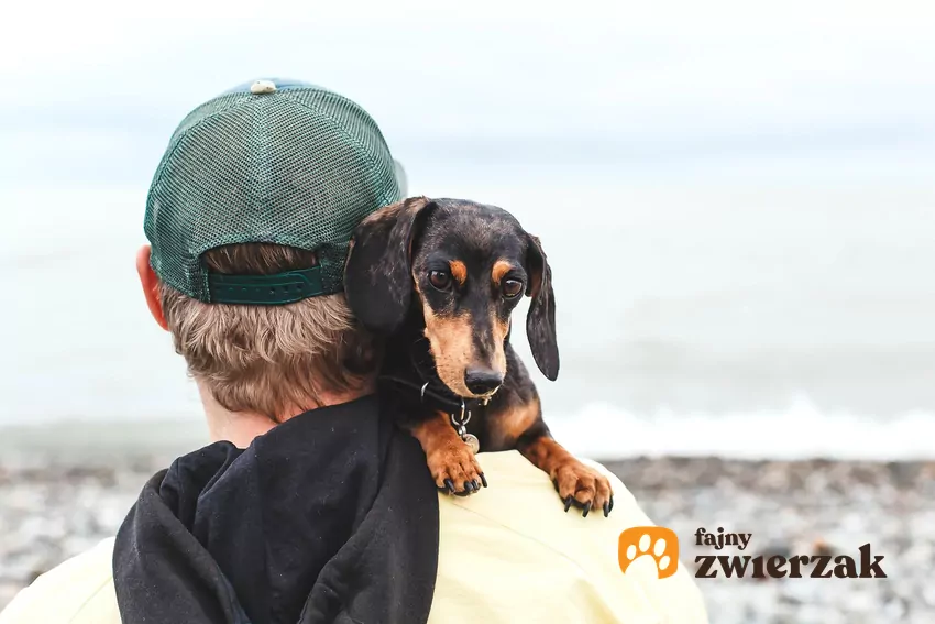 Neurobiolodzy odkryli, że kiedy pies patrzy na swojego opiekuna, w jego mózgu wydziela się oksytocyna – ten sam hormon, który u ludzi odpowiada za więź między rodzicami a dziećmi Pies na ramieniu człowieka