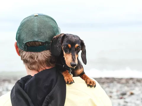 Co myśli o właścicielu pies?