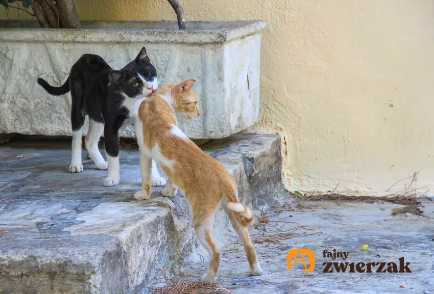 Dwa koty liżą się wzajemnie