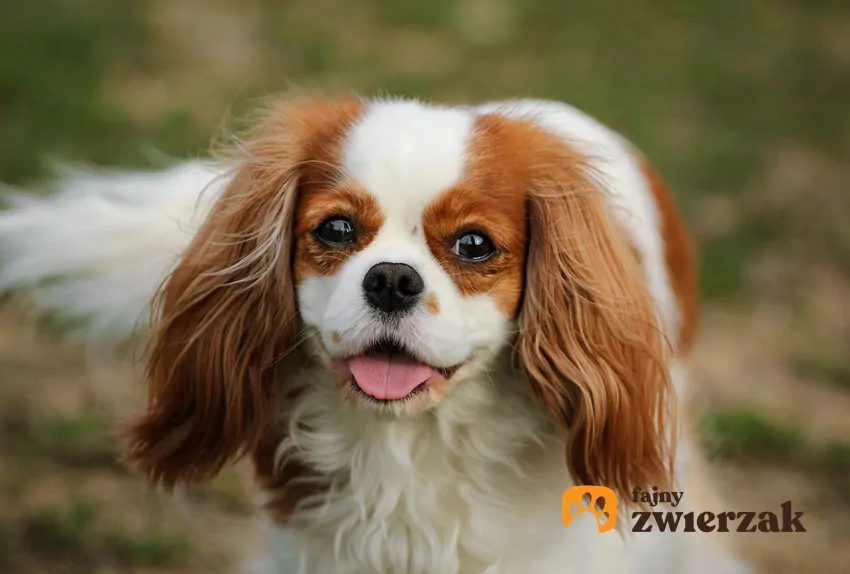 Cavalier King Charles Spaniel