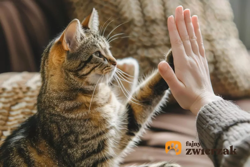Kota można nauczyć różnych sztuczek Kot przybija piątkę