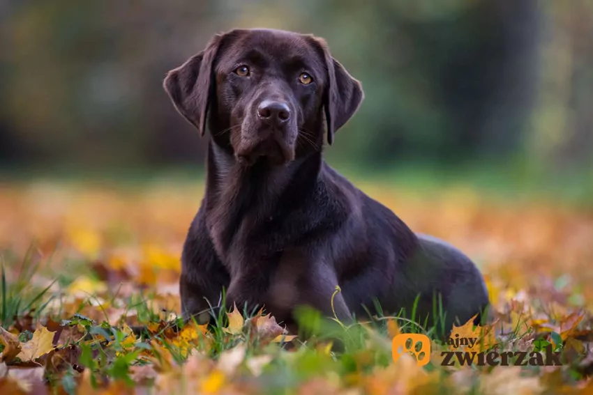 Wyjazd z psem wymaga dobrego przygotowania i organizacji Czarny labrador leży na trawie