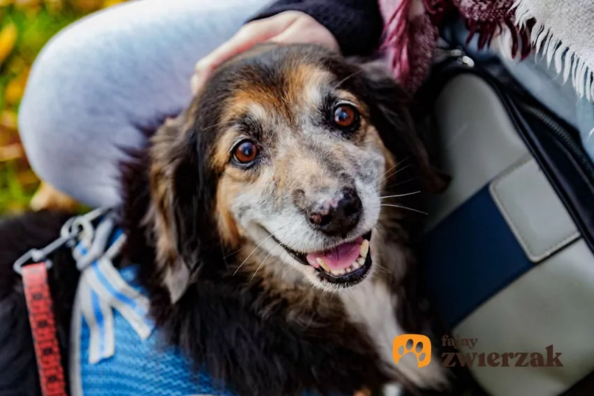 Starszy pies na spacerze