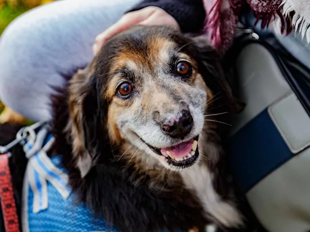 Aktywność i dieta psów po 9 roku życia