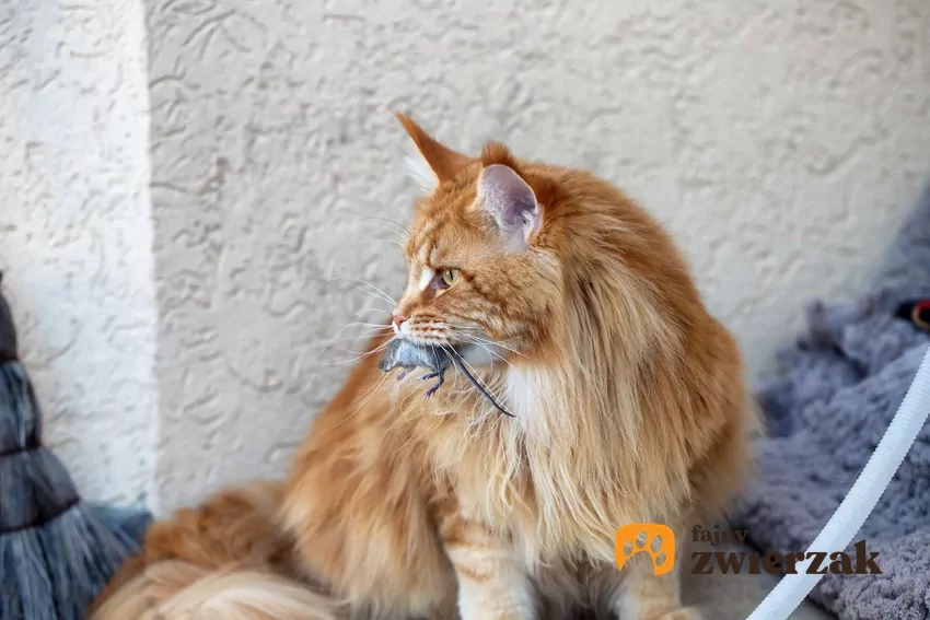 Rudy kot trzyma w pysku mysz