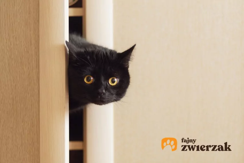 Kot wygląda z szafy