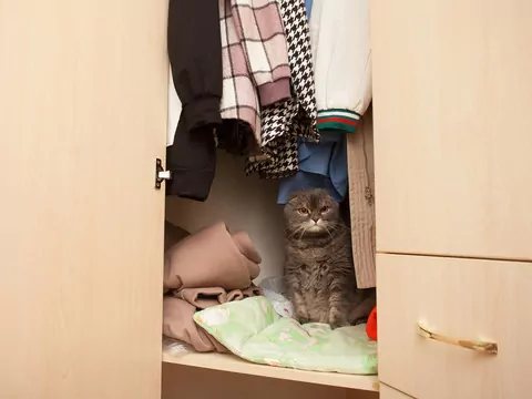 Dlaczego kot chowa się w szafie?