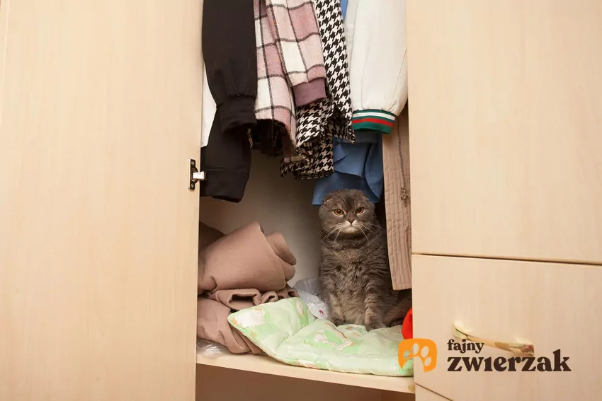 Koty to z natury zwierzęta płochliwe i wyjątkowo ostrożne. Szafa — ciepła, cicha i pełna miękkich rzeczy — jest dla nich idealnym azylem Kot w szafie