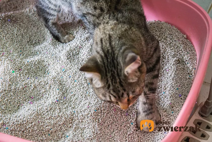 Kot grzebie w kuwecie