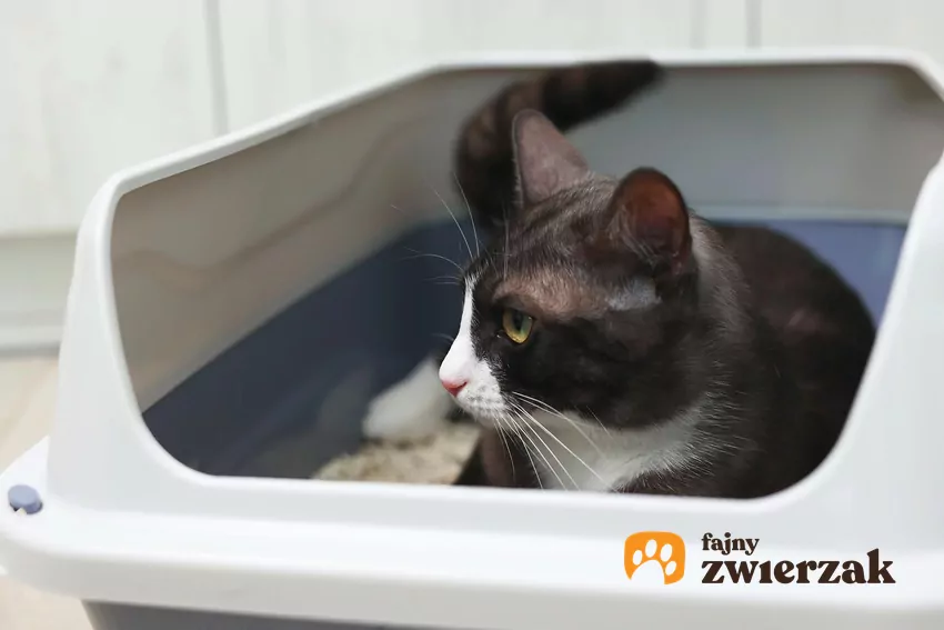 Kot siedzi w kuwecie