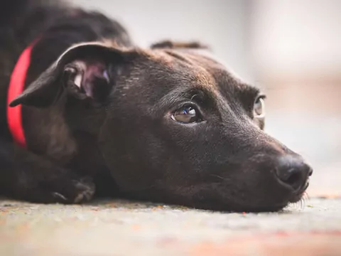 Dlaczego pies wpatruje się w ścianę?