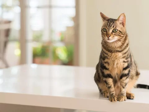 Dlaczego kot chodzi po stole, gdy nie patrzysz?