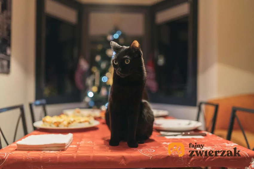 Kot chodzi po zastawionym stole