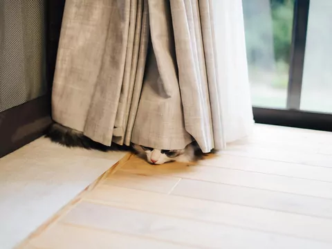 Dlaczego kot chowa się za firanką?