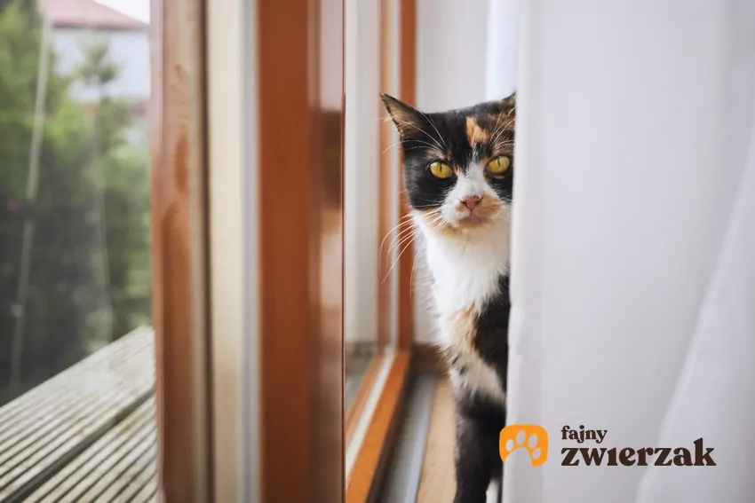 Kot na parapecie