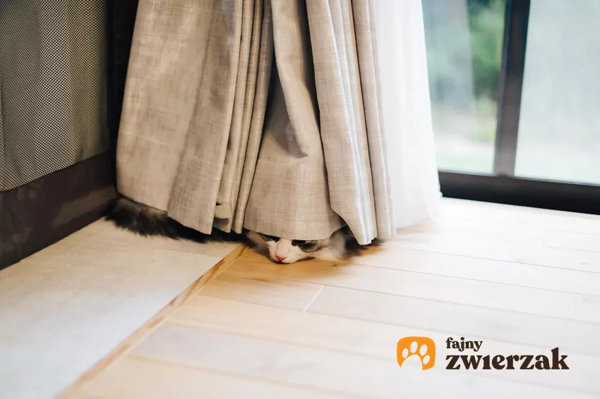 Kot pod firanką