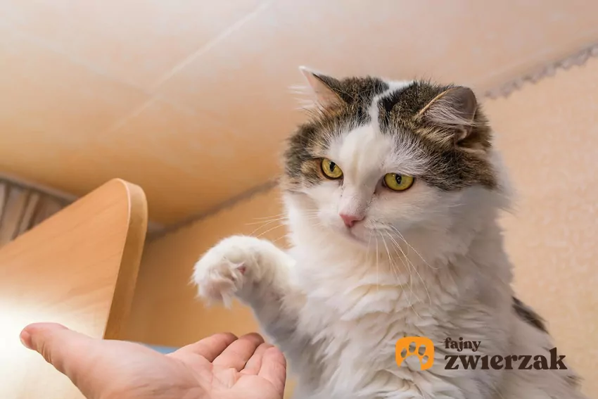 Każdy kot ma własne granice kontaktu fizycznego, ale są miejsca, po których większość mruczków nie lubi być dotykana Kot podnosi łapę na wyciągniętą dłoń