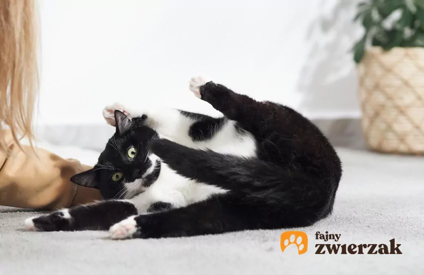 Choć zoomies, nazywane czasem po prostu głupawką, często wyglądają jak czyste szaleństwo, ich przyczyny są całkiem logiczne Kot leży na plecach