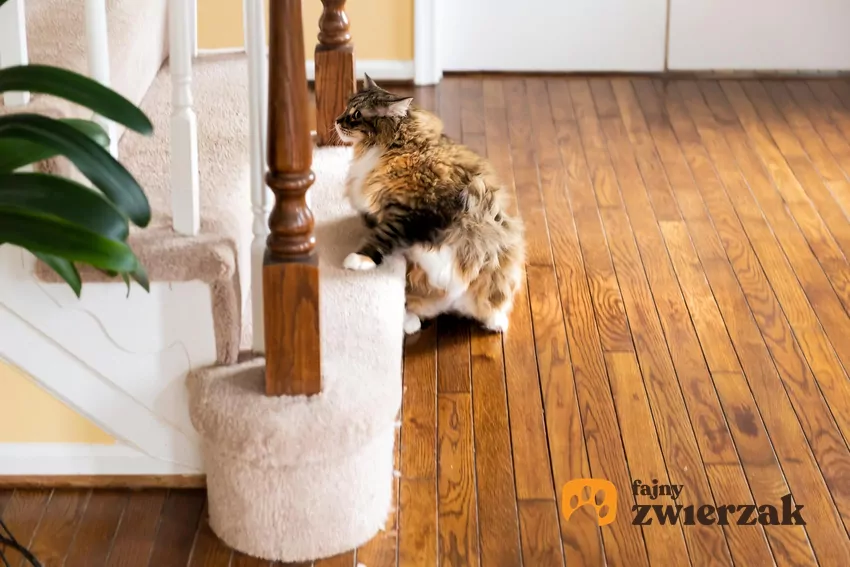 „Zoomies” to potoczne określenie nagłych, intensywnych zrywów aktywności u kotów Kot u podnóża schodów