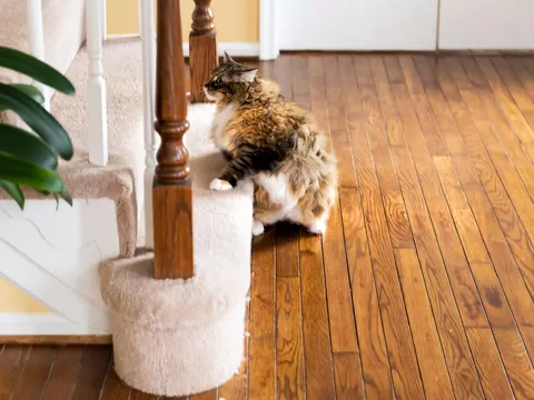 Dlaczego kot nagle wbiega do pokoju?