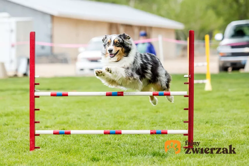 Pies biegający na torze sportowym