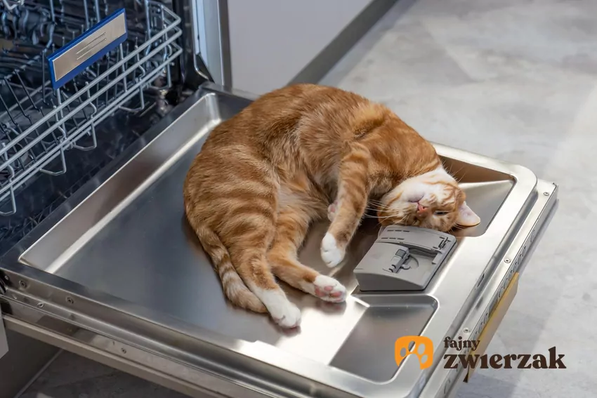Zmywarka emituje ciepło, które działa na kota jak magnes Kot leży na drzwiczkach zmywarki