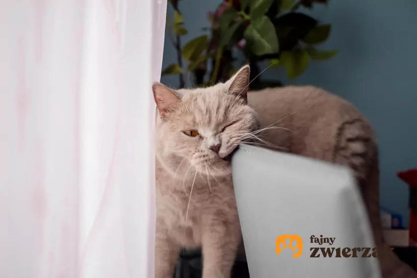 Feromony policzkowe, które kot rozprowadza, ocierając się o przedmioty, umożliwiają stworzenie "zapachowej mapy świata" Kot ociera się o oparcie krzesła