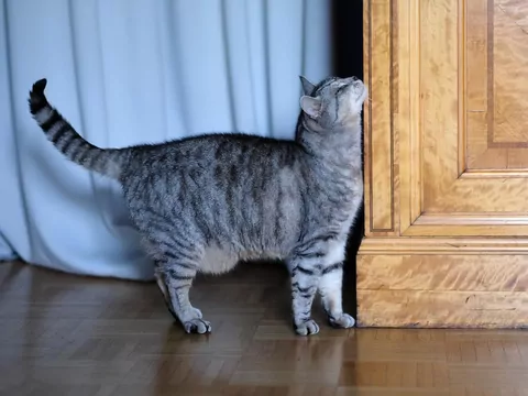 Dlaczego kot ociera się o meble?