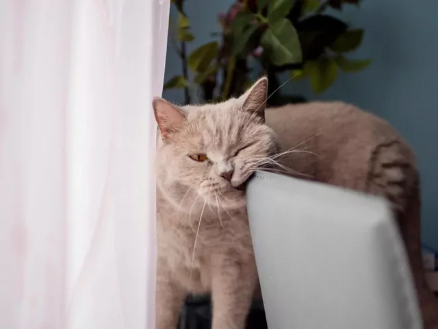 Dlaczego kot ociera się o meble?