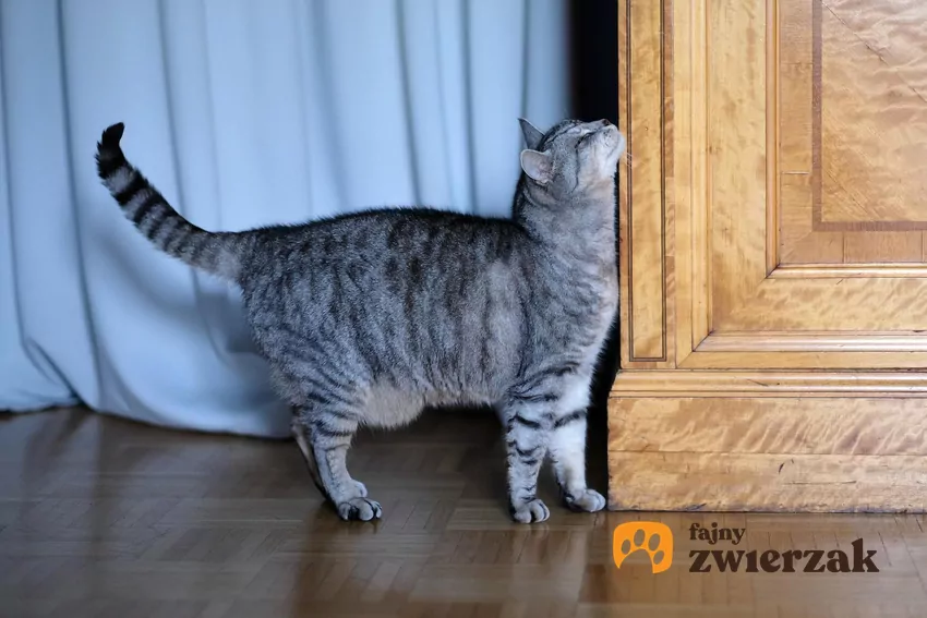 Kot ociera się o róg mebla
