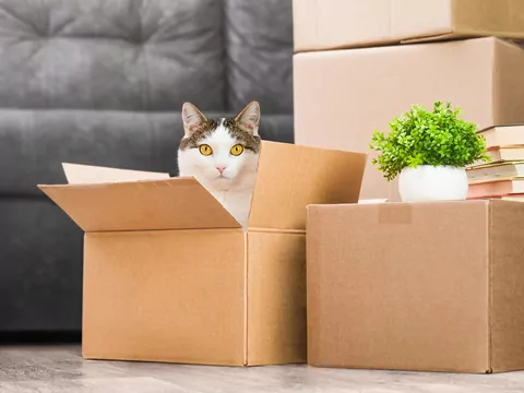 Dlaczego kot woli karton od legowiska?