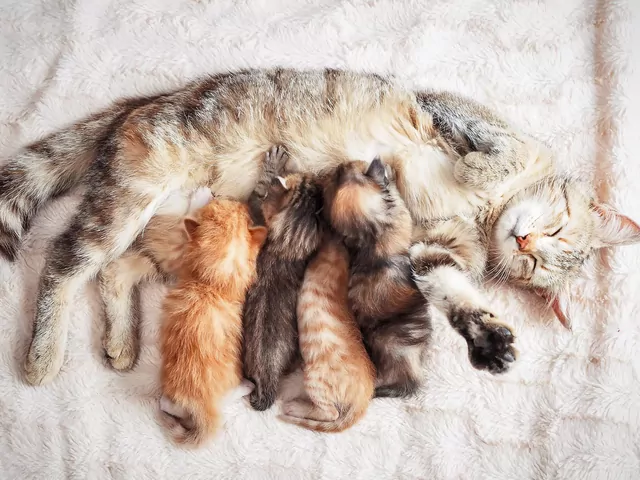 Dlaczego kot ssie koc zanim zaśnie?