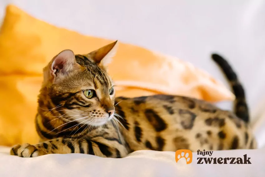 Leżący kot bengalski